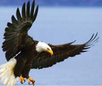 What-animal-is-in-the-picture-Bald-eagle