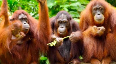 What-animal-is-in-the-picture-orangutan