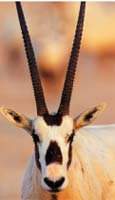 What-animal-is-in-the-picture-oryx