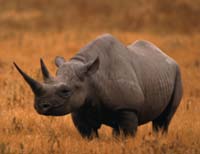 What-animal-is-in-the-picture-rhinoceros